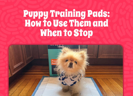 Puppy Training Pads: How to Use Them and When to Stop