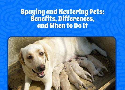 Spaying and Neutering Pets: Benefits, Differences, and When to Do It