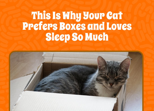 This Is Why Your Cat Prefers Boxes and Loves Sleep So Much