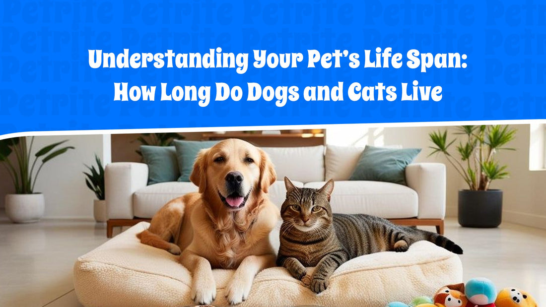Understanding Your Pet’s Lifespan: How Long Do Dogs and Cats Live?