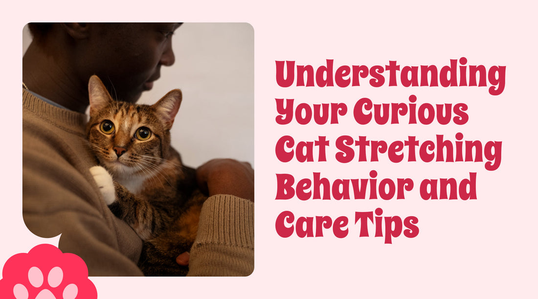 Understanding Your Curious Cat Stretching Behavior and Care Tips