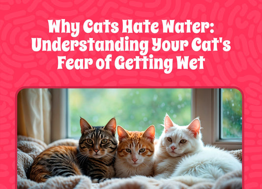 Why Cats Hate Water: Understanding Your Cat's Fear of Getting Wet