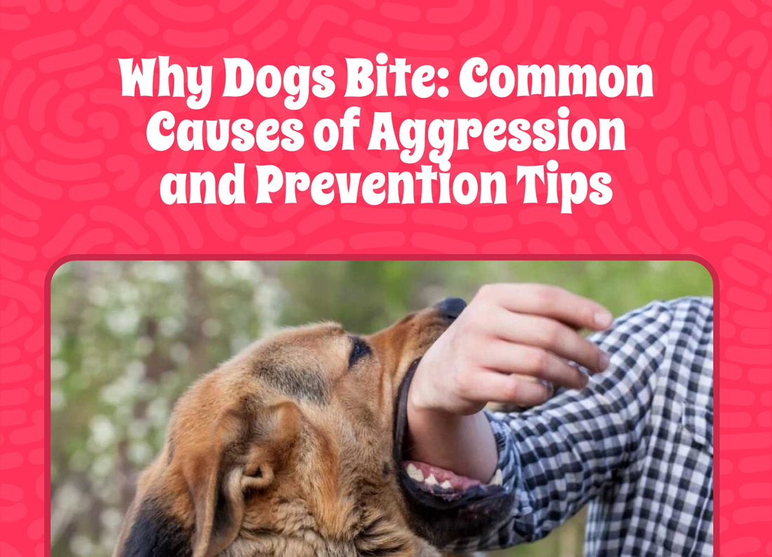 Why Dogs Bite: Common Causes of Aggression and Prevention Tips