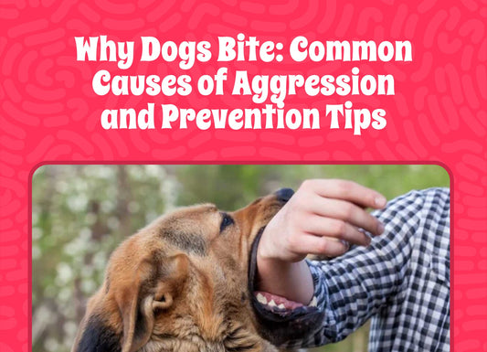 Why Dogs Bite: Common Causes of Aggression and Prevention Tips