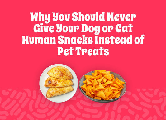 Why You Should Never Give Your Dog or Cat Human Snacks Instead of Pet Treats