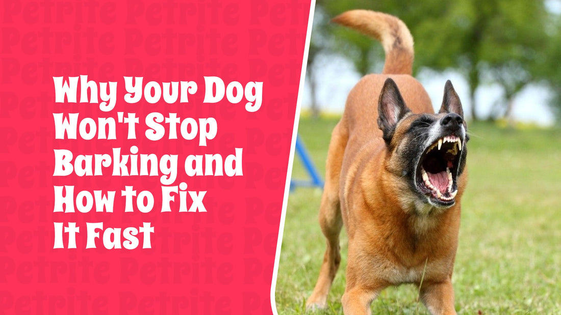 Why Your Dog Won't Stop Barking and How to Fix It Fast