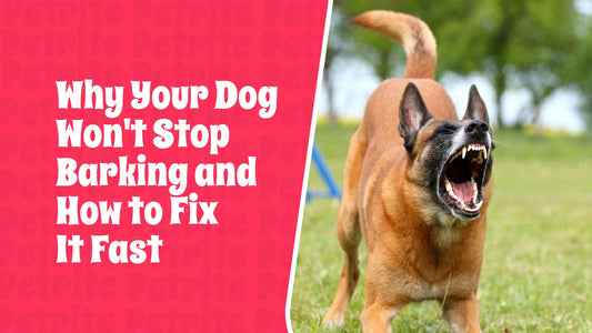 Why Your Dog Won't Stop Barking and How to Fix It Fast