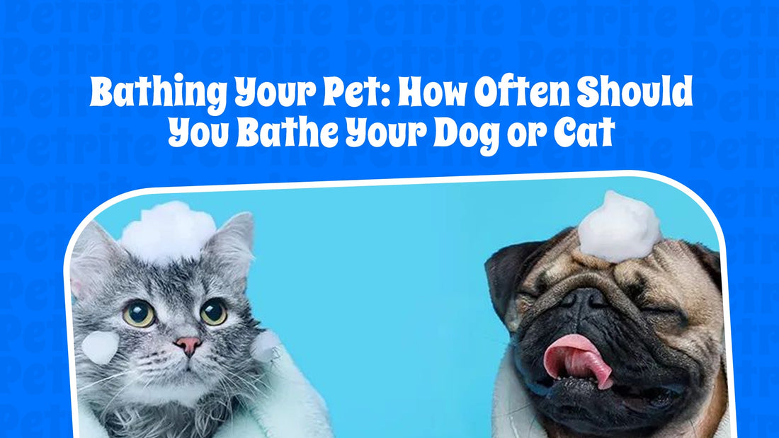 Bathing Your Pet: How Often Should You Bathe Your Dog or Cat