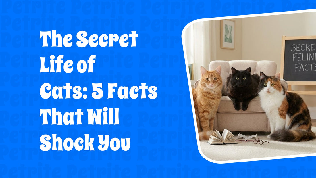The Secret Life of Cats: 5 Facts That Will Shock You