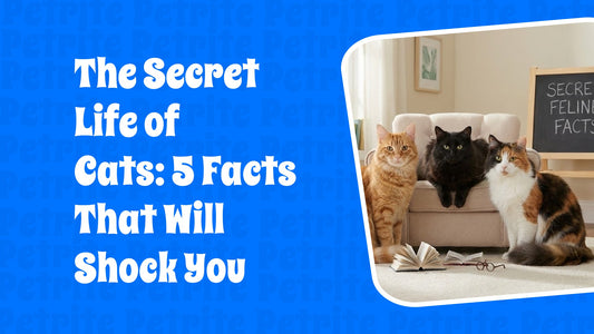 The Secret Life of Cats: 5 Facts That Will Shock You