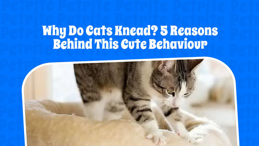 Why Do Cats Knead? 5 Reasons Behind This Cute Behavior