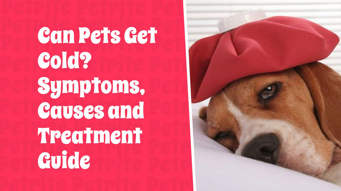 Can Pets Get Colds? Symptoms, Causes, and Treatment Guide