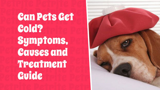 Can Pets Get Colds? Symptoms, Causes, and Treatment Guide