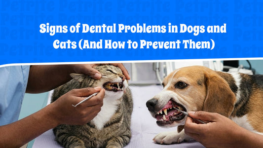 Signs of Dental Problems in Dogs and Cats (And How to Prevent Them)