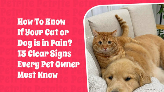 How To Know If Your Cat or Dog Is in Pain? 15 Clear Signs Every Pet Parent Must Know