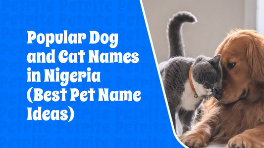 Popular Dog and Cat Names in Nigeria (Best Pet Name Ideas)