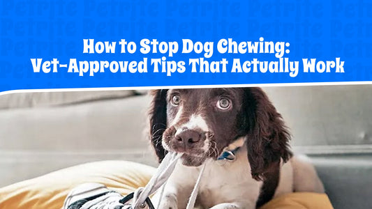How to Stop Dog Chewing: Vet-Approved Tips That Actually Work