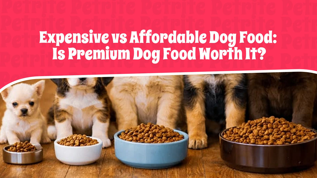 Expensive vs. Affordable Dog Food: Is Premium Dog Food Worth It?