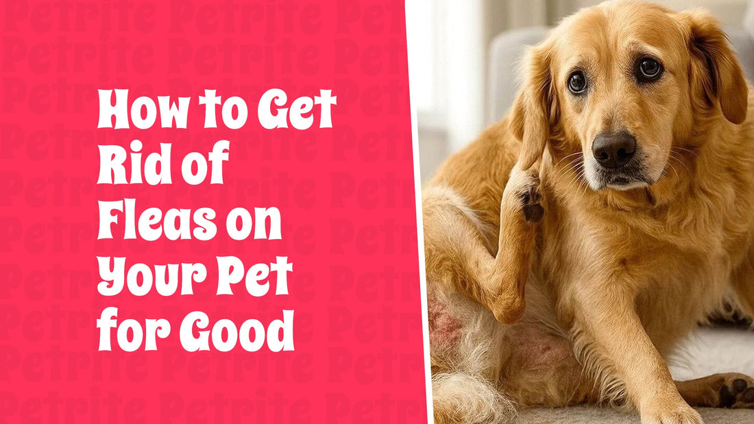 How to Get Rid of Fleas on Your Pet for Good