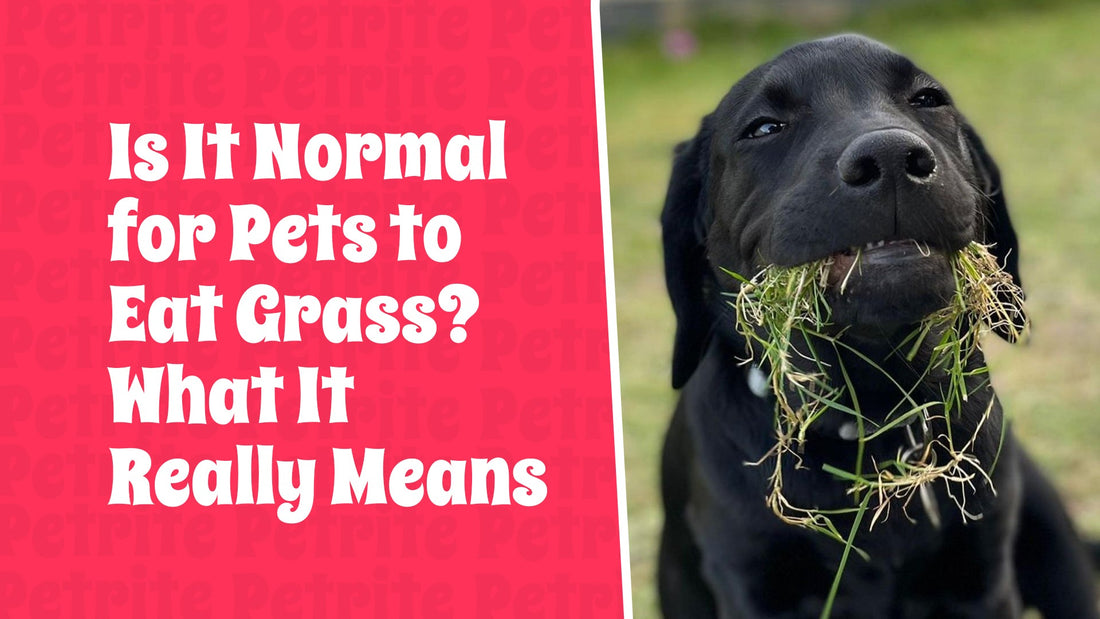 Is It Normal for Pets to Eat Grass? What It Really Means