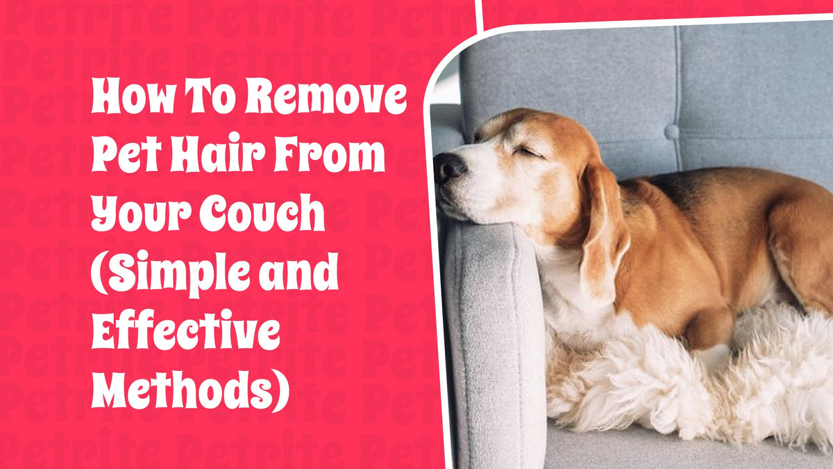 How to Remove Pet Hair from Your Couch (Simple and Effective Methods ...