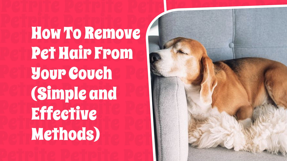 How to Remove Pet Hair from Your Couch (Simple and Effective Methods)