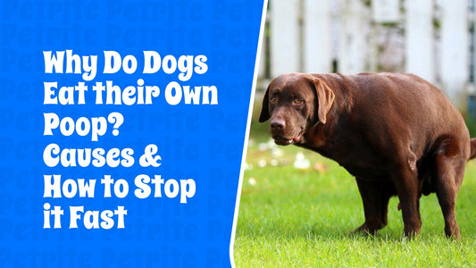 Why Do Dogs Eat Their Own Poop? Causes & How to Stop It Fast