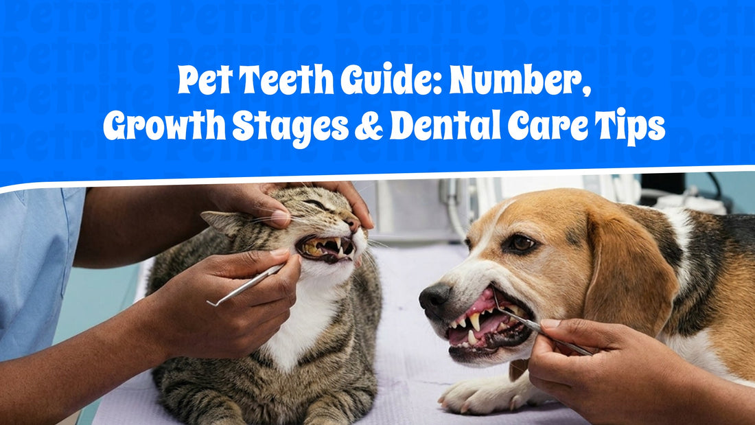 Pet Teeth Guide: Number, Growth Stages & Dental Care Tips