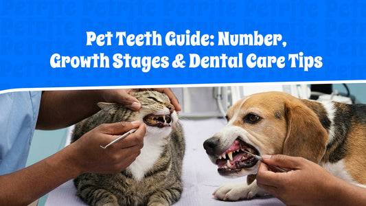 Pet Teeth Guide: Number, Growth Stages & Dental Care Tips