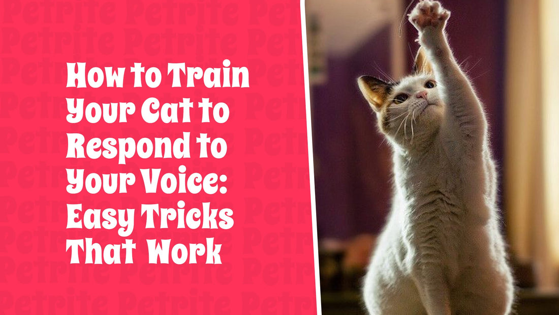 How to Train Your Cat to Respond to Your Voice: Easy Tricks That Work