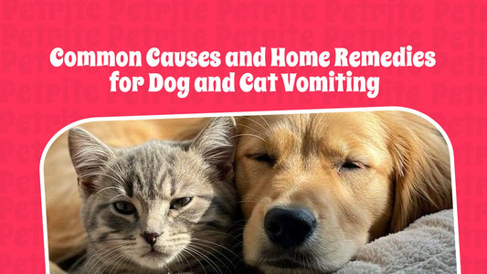 Common Causes and Home Remedies for Dog and Cat Vomiting
