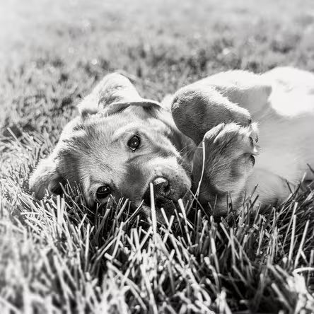 Puppy
