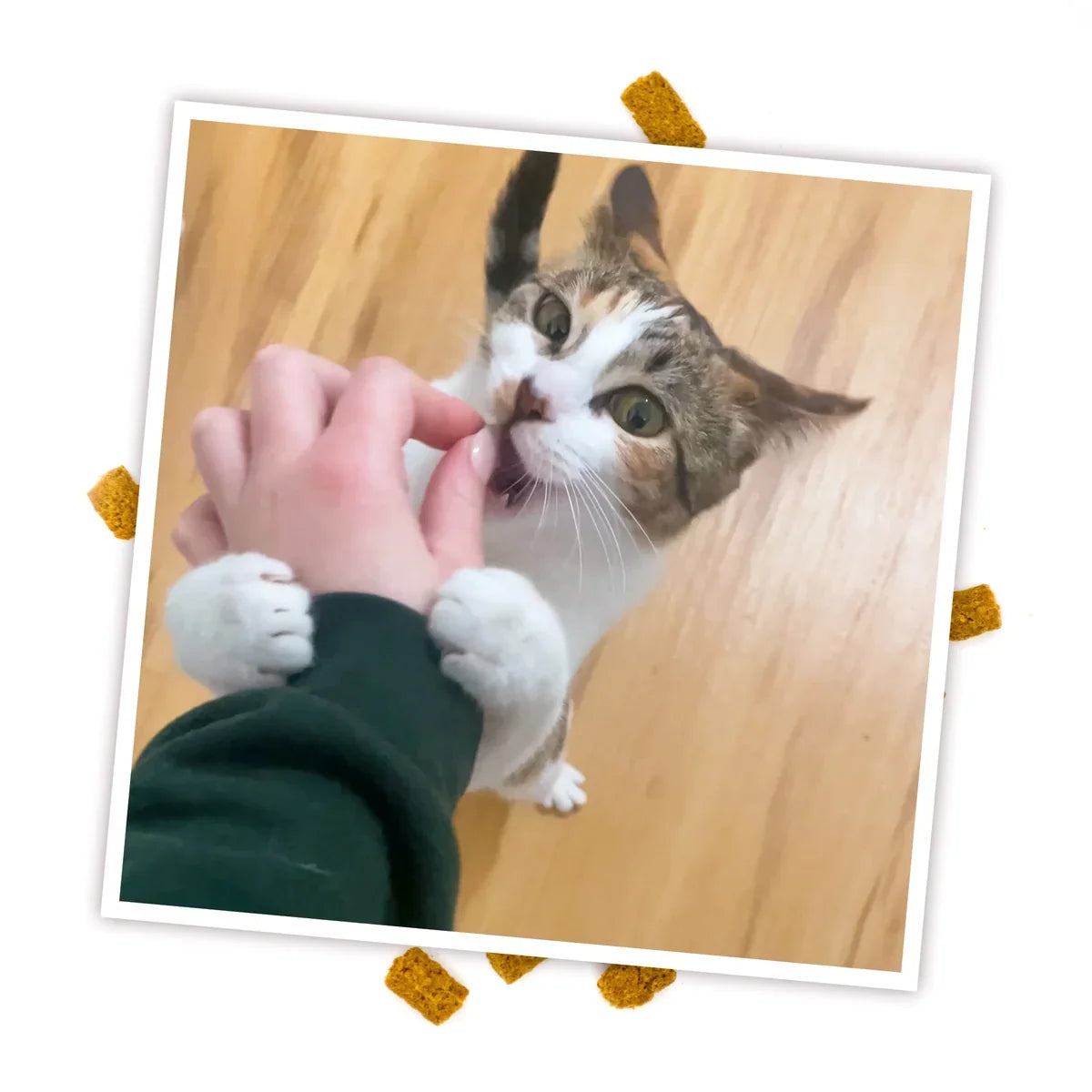 Meowijuana Crunchie Munchies Chicken 3oz - Lifestyle photo with cat toy