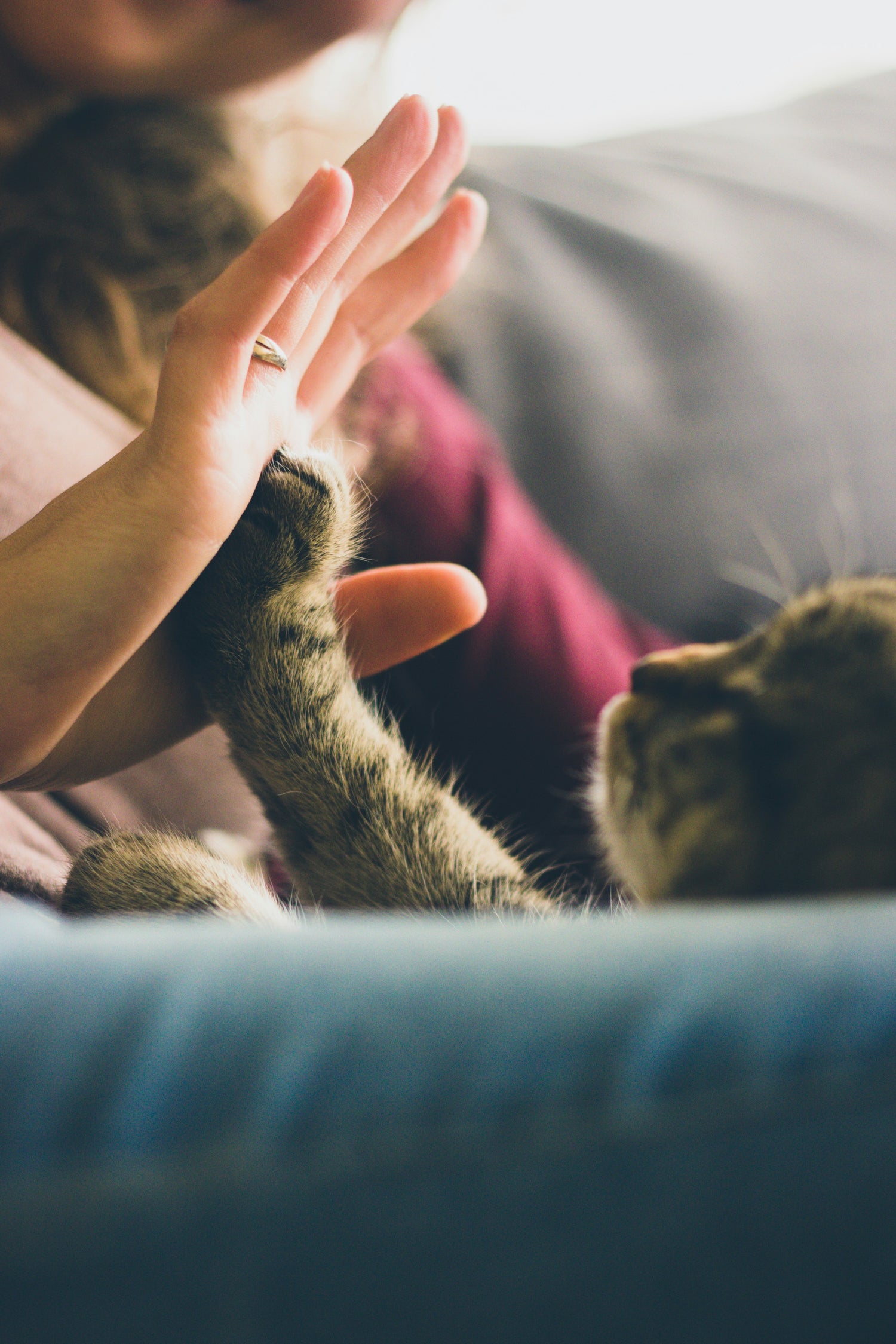 Photo by <a href="https://unsplash.com/@jonasvincentbe?utm_source=unsplash&utm_medium=referral&utm_content=creditCopyText">Jonas Vincent</a> on <a href="https://unsplash.com/photos/tabby-cat-touching-persons-palm-xulIYVIbYIc?utm_source=unsplash&utm_medium=referral&utm_content=creditCopyText">Unsplash</a>
      
