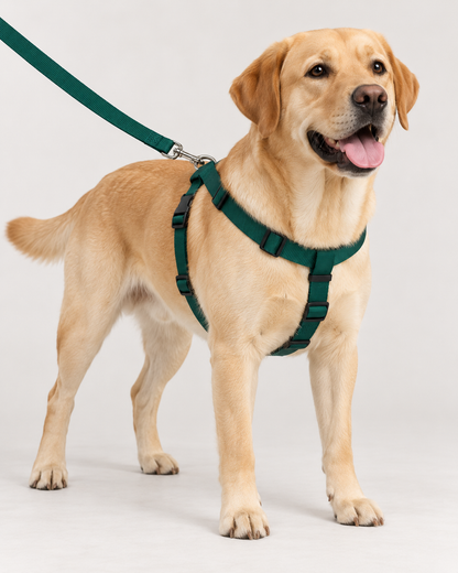 Labrador wearing green large dog harness and matching lead – illustrative lifestyle photo