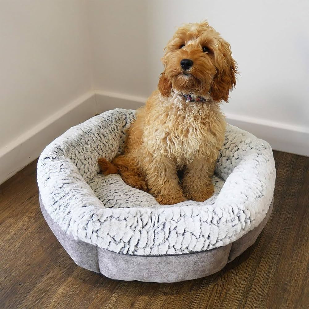 A small curly coated dog sitting in the Rosewood plush bed on a wooden floor, showing the deep raised sides