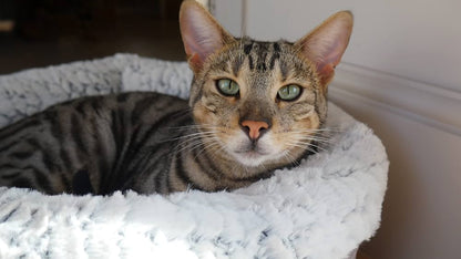 Close up of a tabby cat resting its chin on the soft fur bolster of the Rosewood plush bed